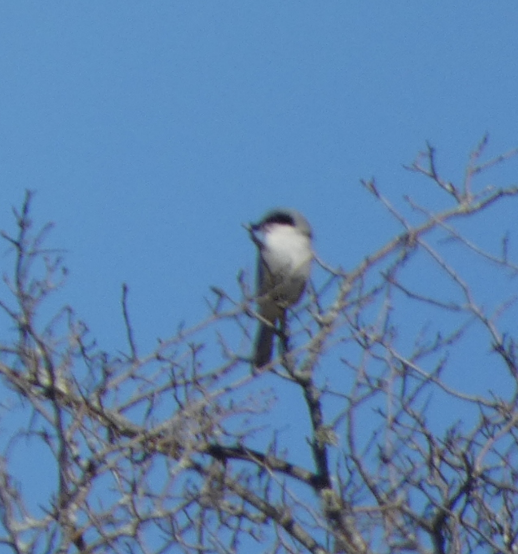 Loggerhead Shrike - Peter Wynnyk