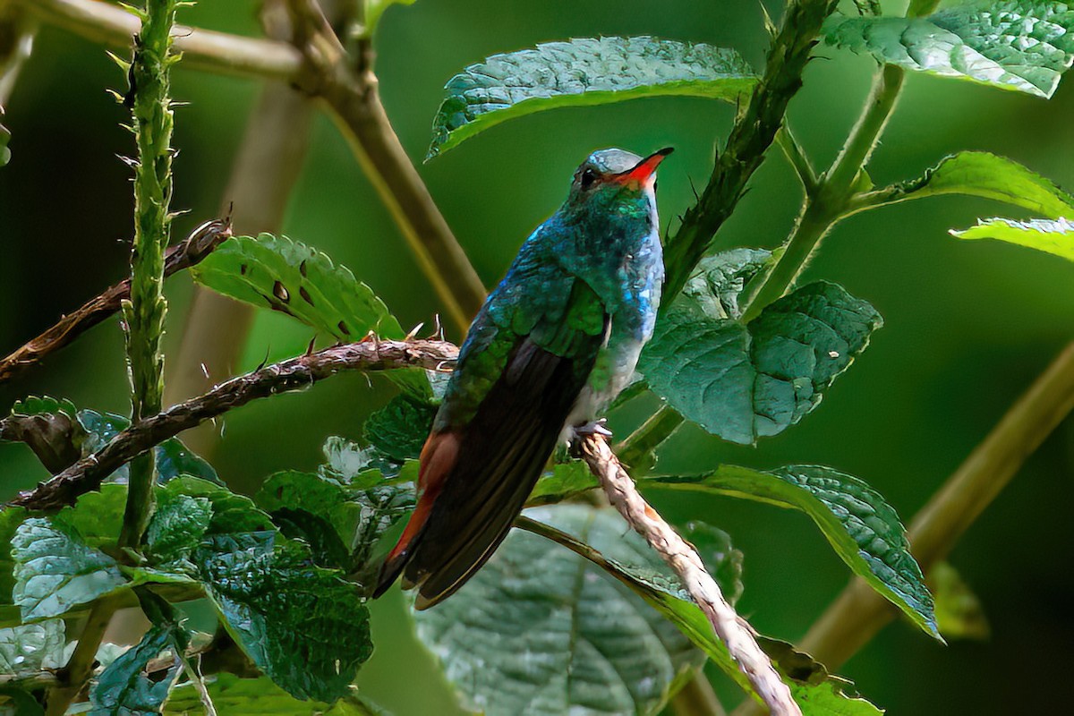 Rufous-tailed Hummingbird - ML615690283