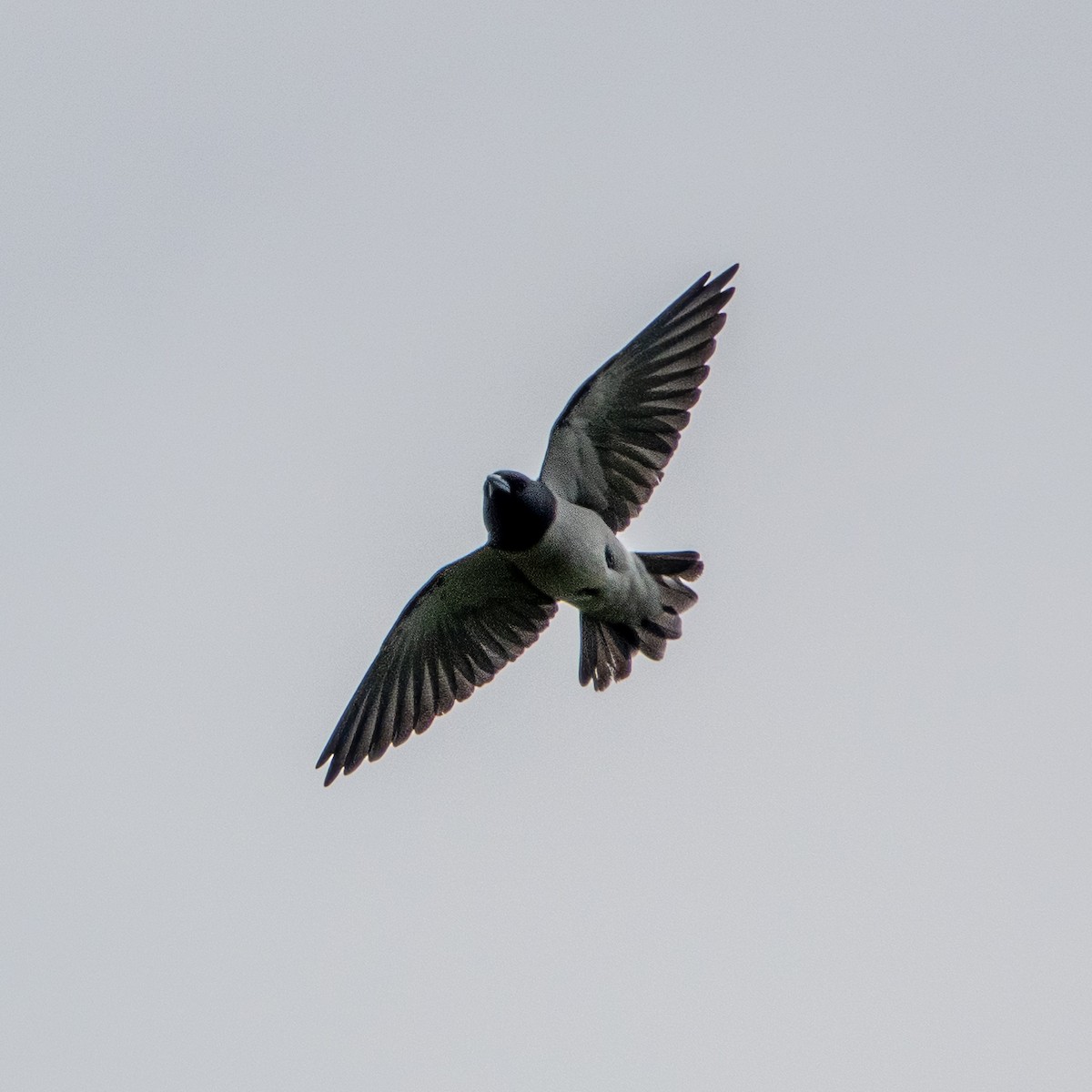 White-breasted Woodswallow - ML615690291