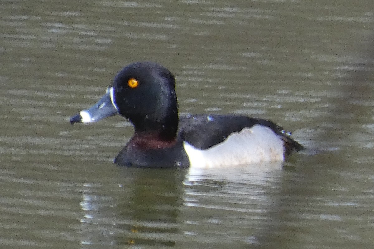 Ring-necked Duck - ML615690305