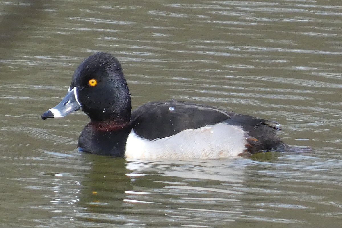 Ring-necked Duck - ML615690306