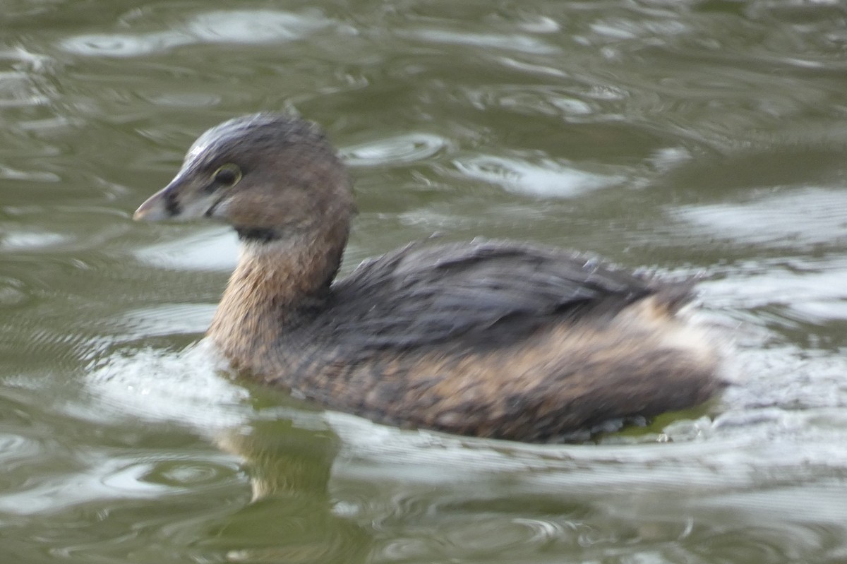 Pied-billed Grebe - ML615690316