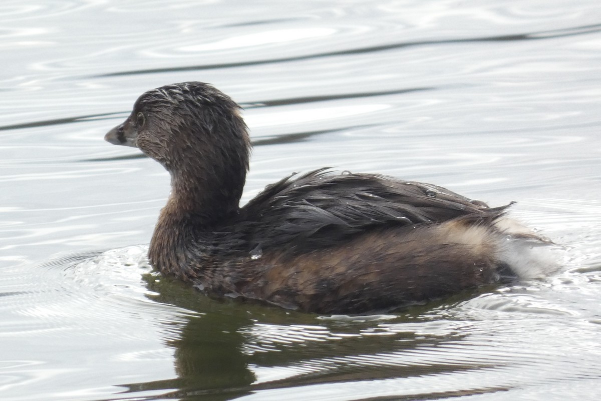 Pied-billed Grebe - ML615690317