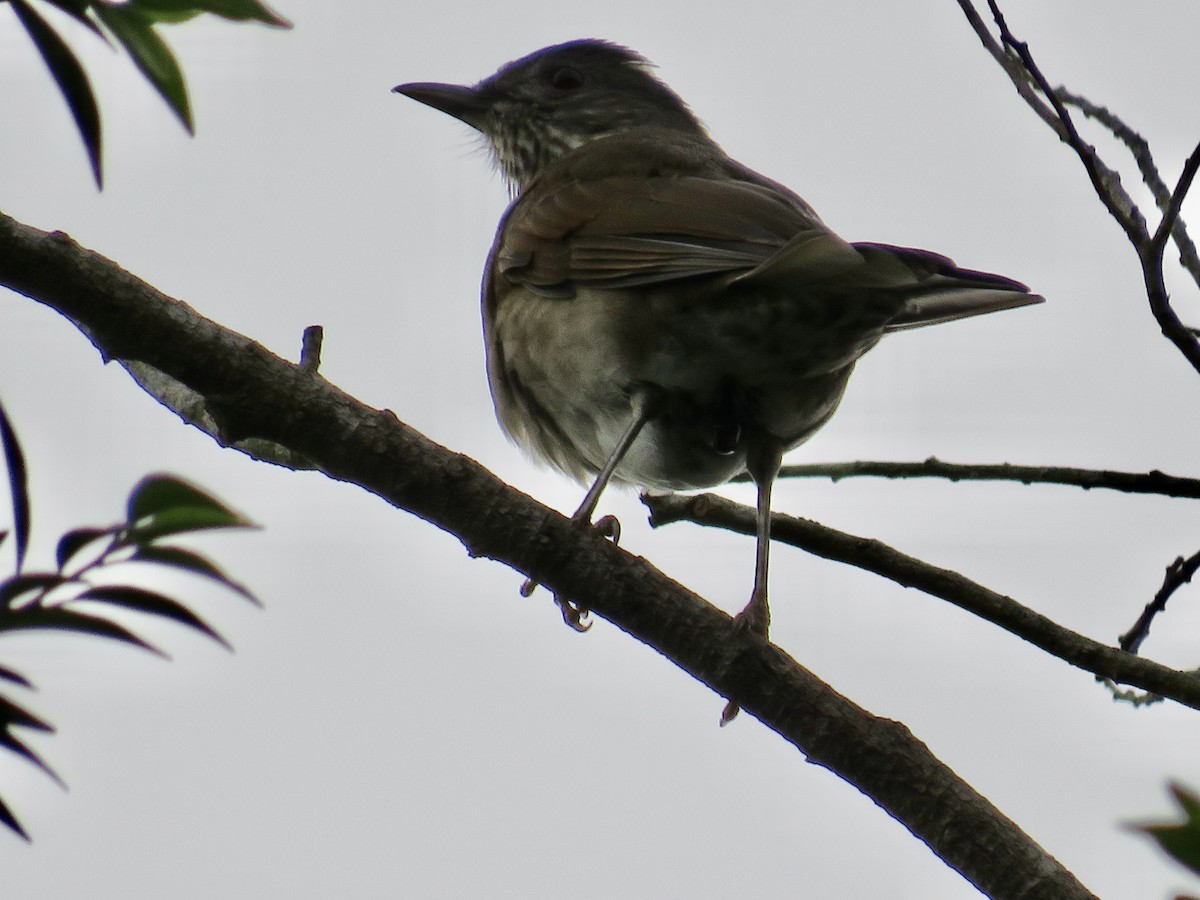 Pale-breasted Thrush - Sally Bergquist