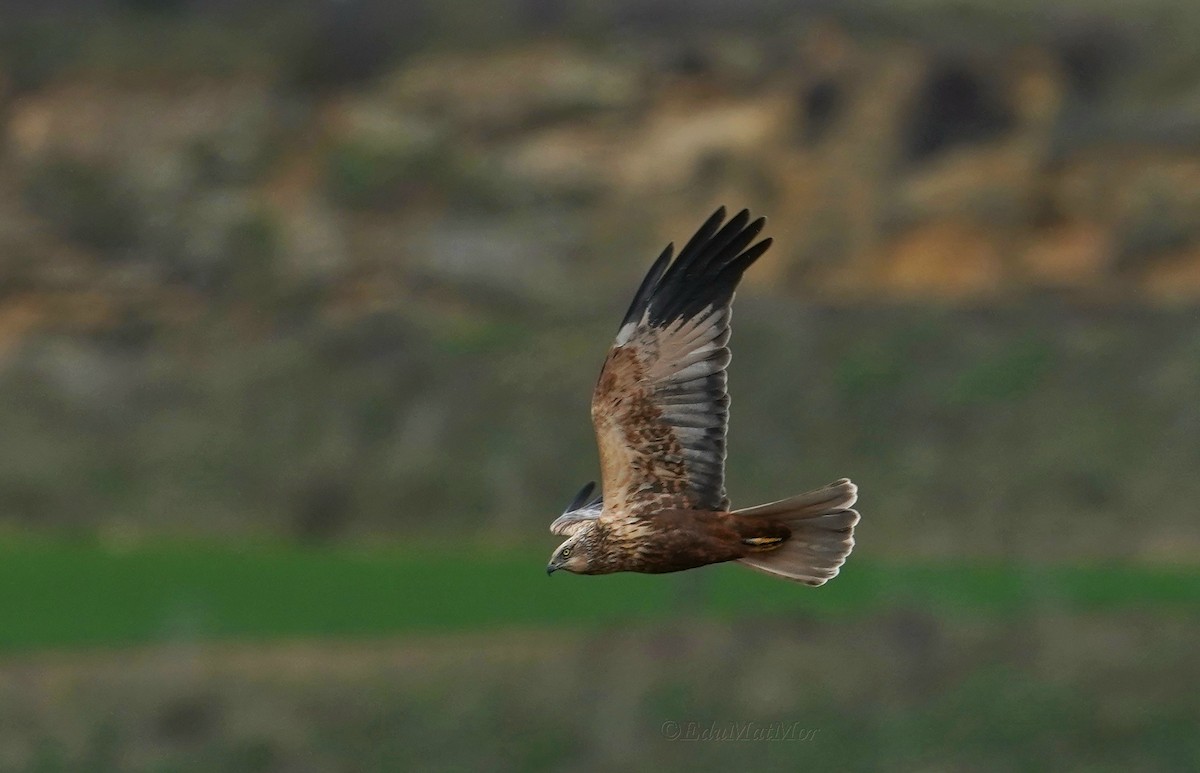 Western Marsh Harrier - ML615690339