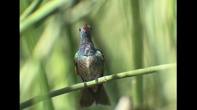 Honduran Emerald - ML615690348