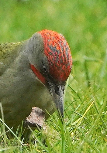 Iberian Green Woodpecker - ML615690375