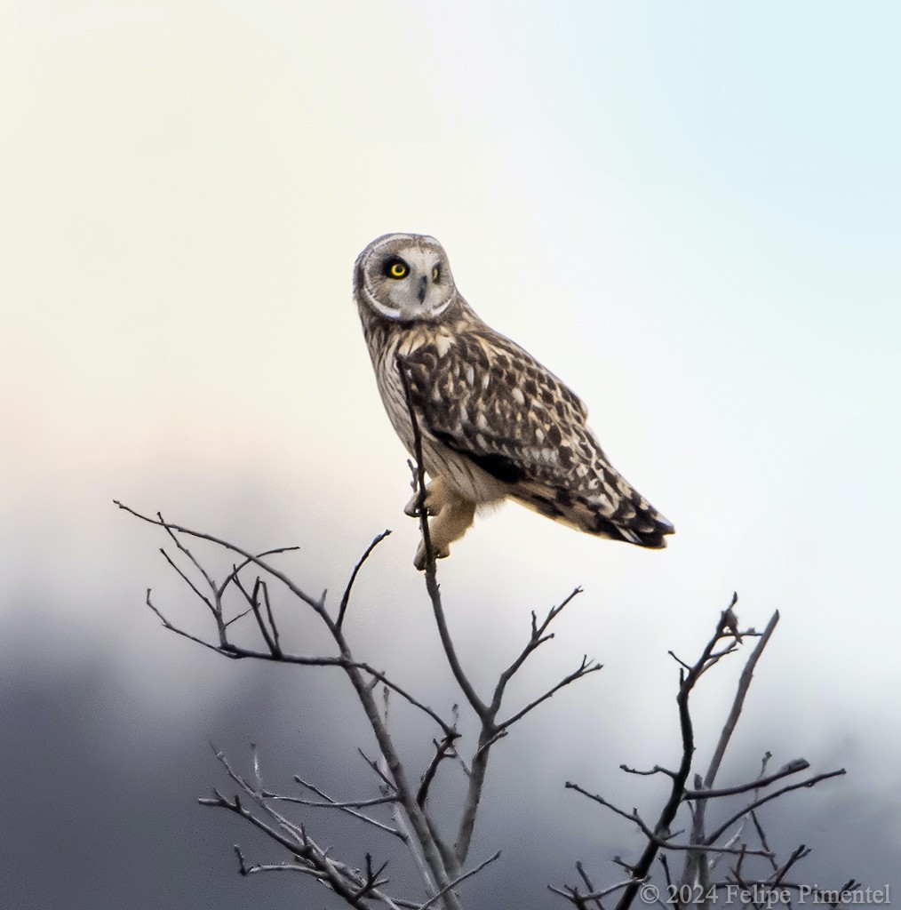 Short-eared Owl - Felipe Pimentel