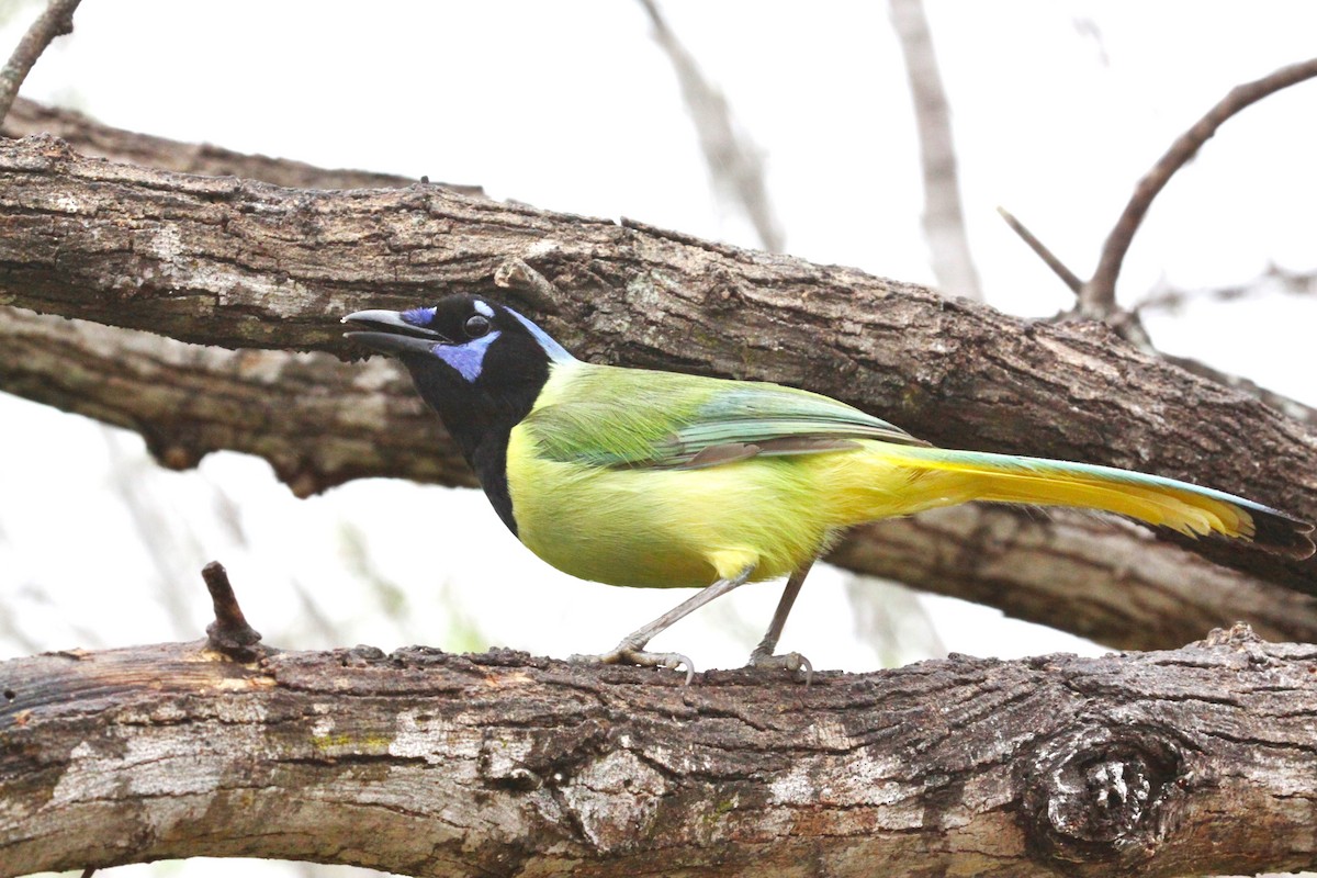 Green Jay - ML615690473