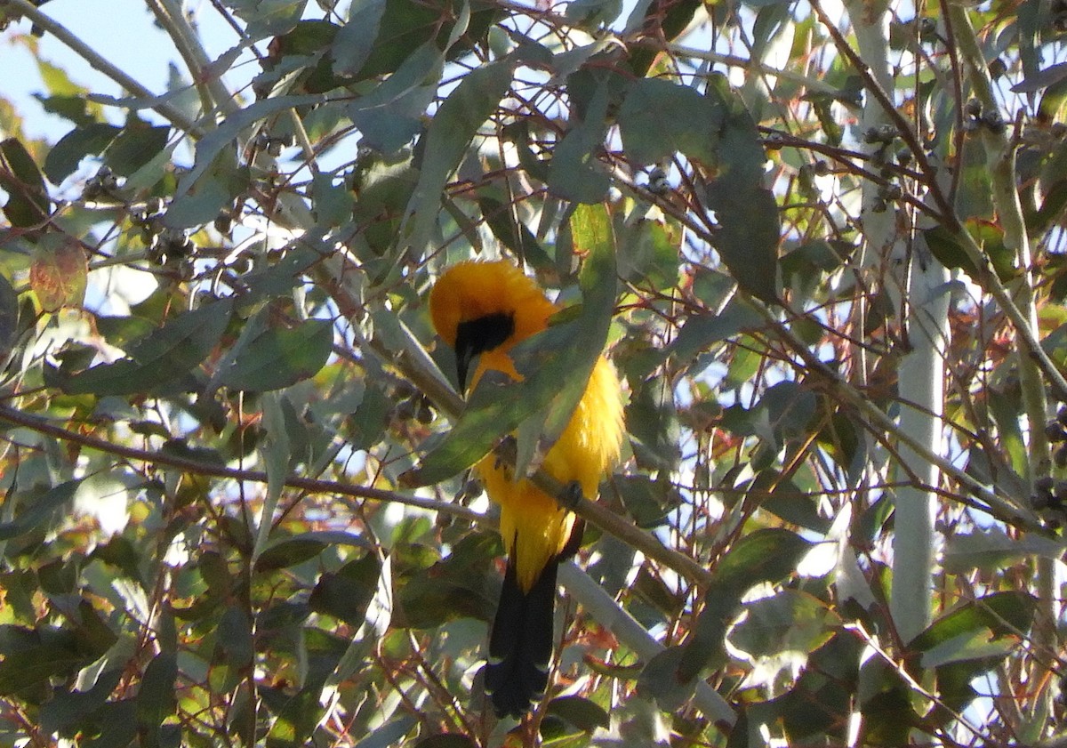 Hooded Oriole - Julie Szabo