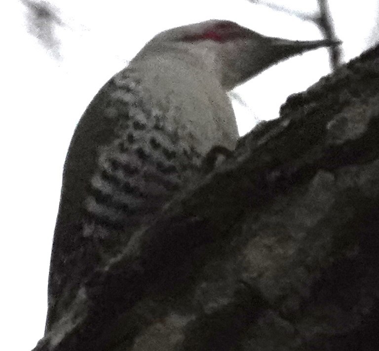 Japanese Woodpecker - ML615690475