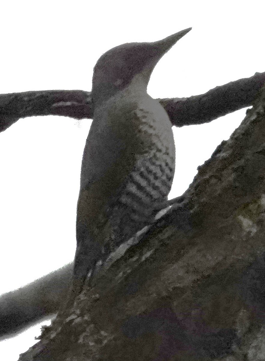 Japanese Woodpecker - Mark Robbins