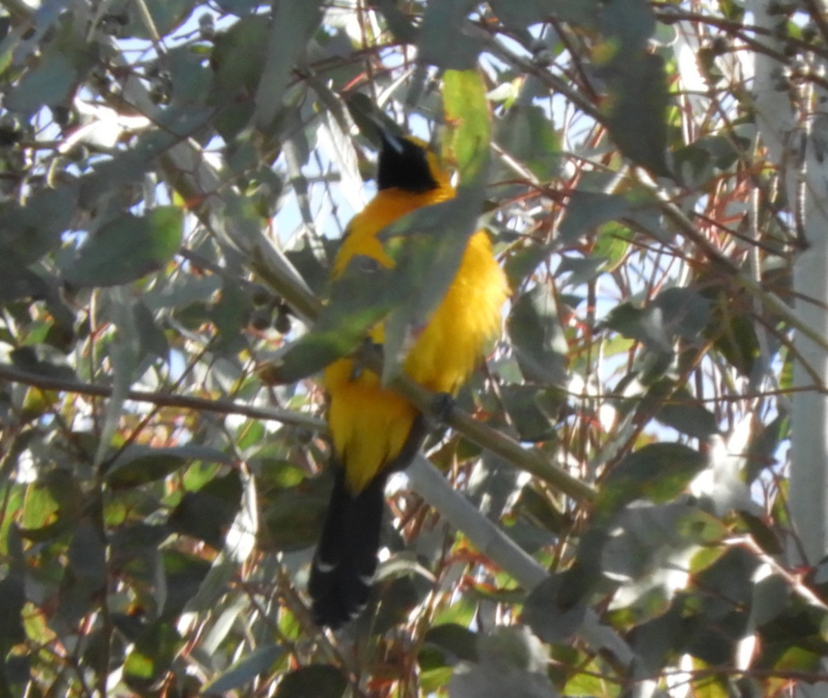 Hooded Oriole - Julie Szabo