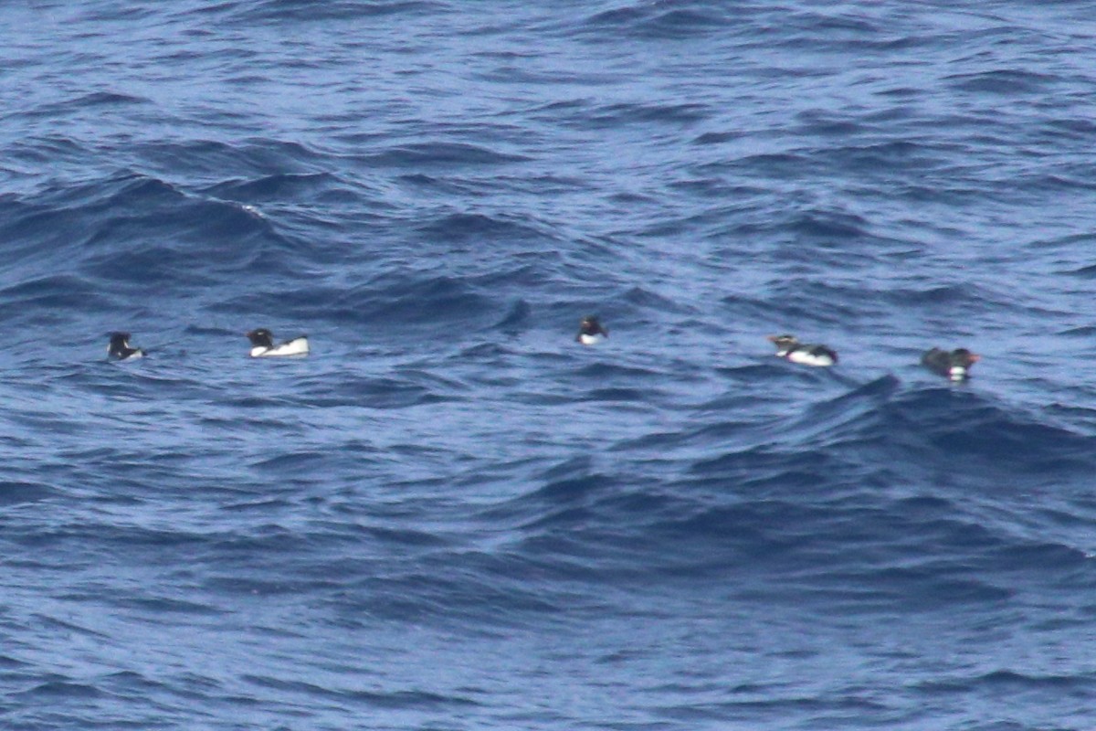 Southern Rockhopper Penguin (Western) - ML615690551