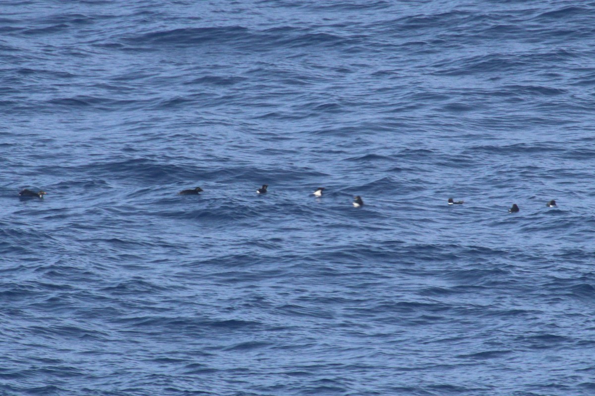 Southern Rockhopper Penguin (Western) - ML615690552