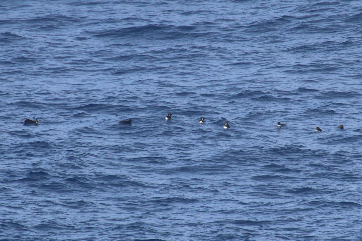 Southern Rockhopper Penguin (Western) - ML615690553