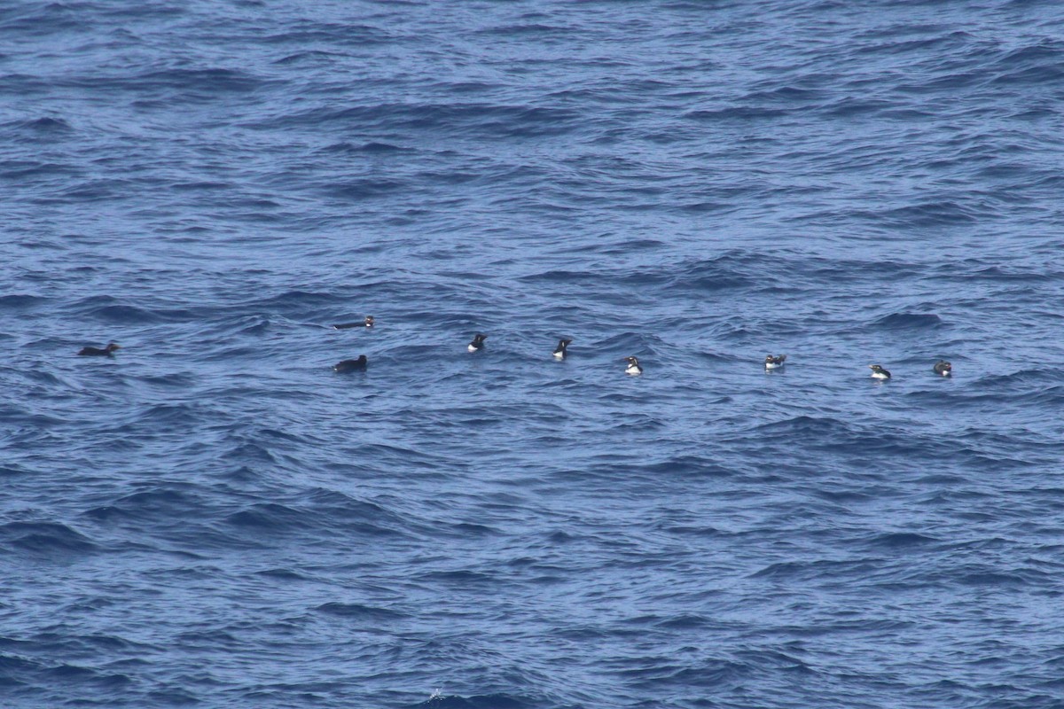 Southern Rockhopper Penguin (Western) - ML615690554