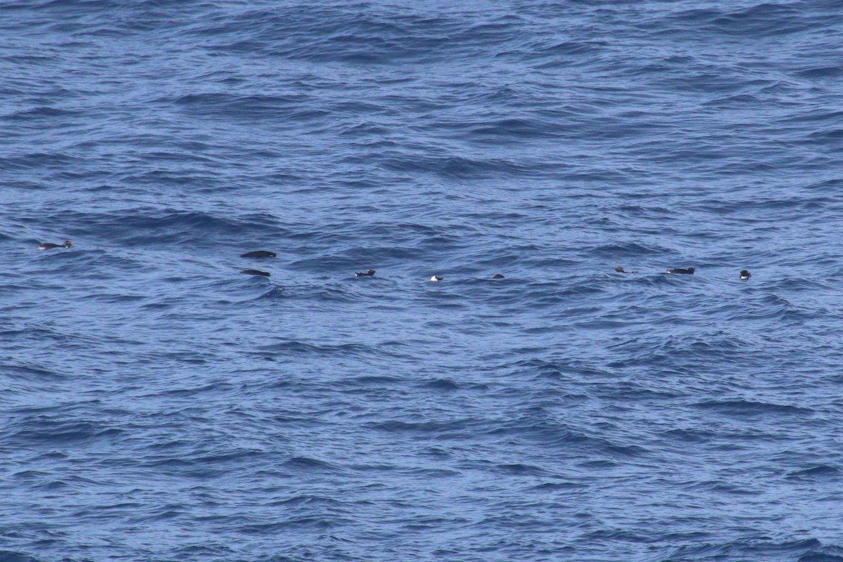 Southern Rockhopper Penguin (Western) - ML615690555