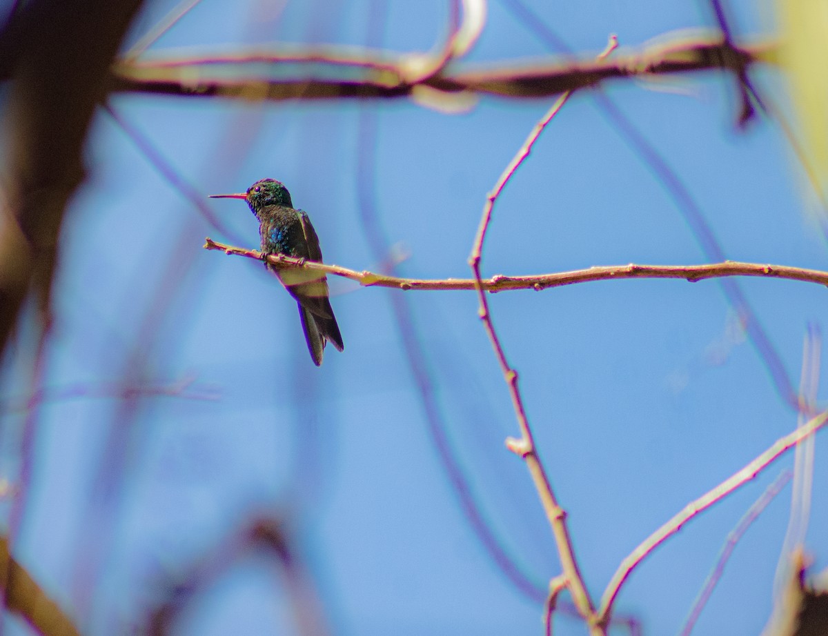 Canivet's Emerald - ML615690557