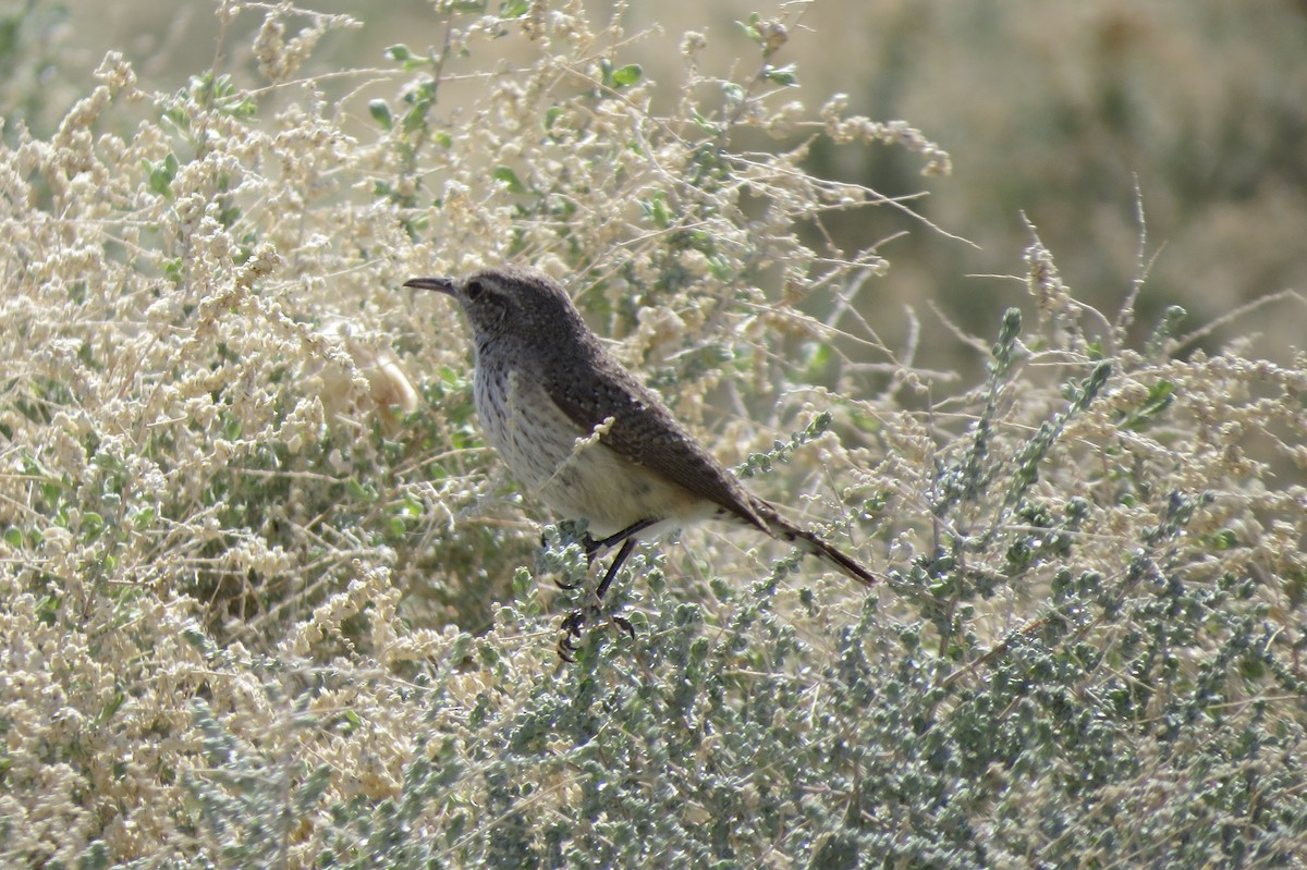 Rock Wren - ML615690596