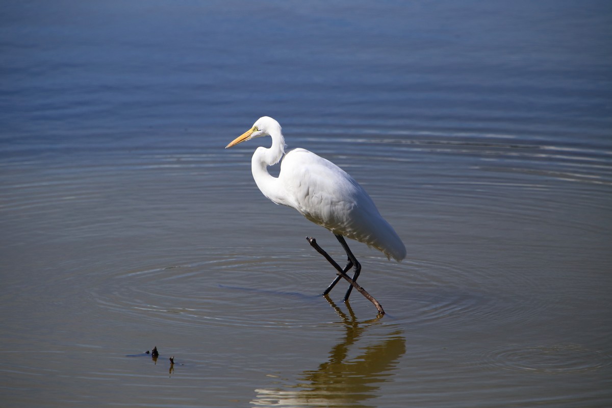 Great Egret - Yiming Qiu