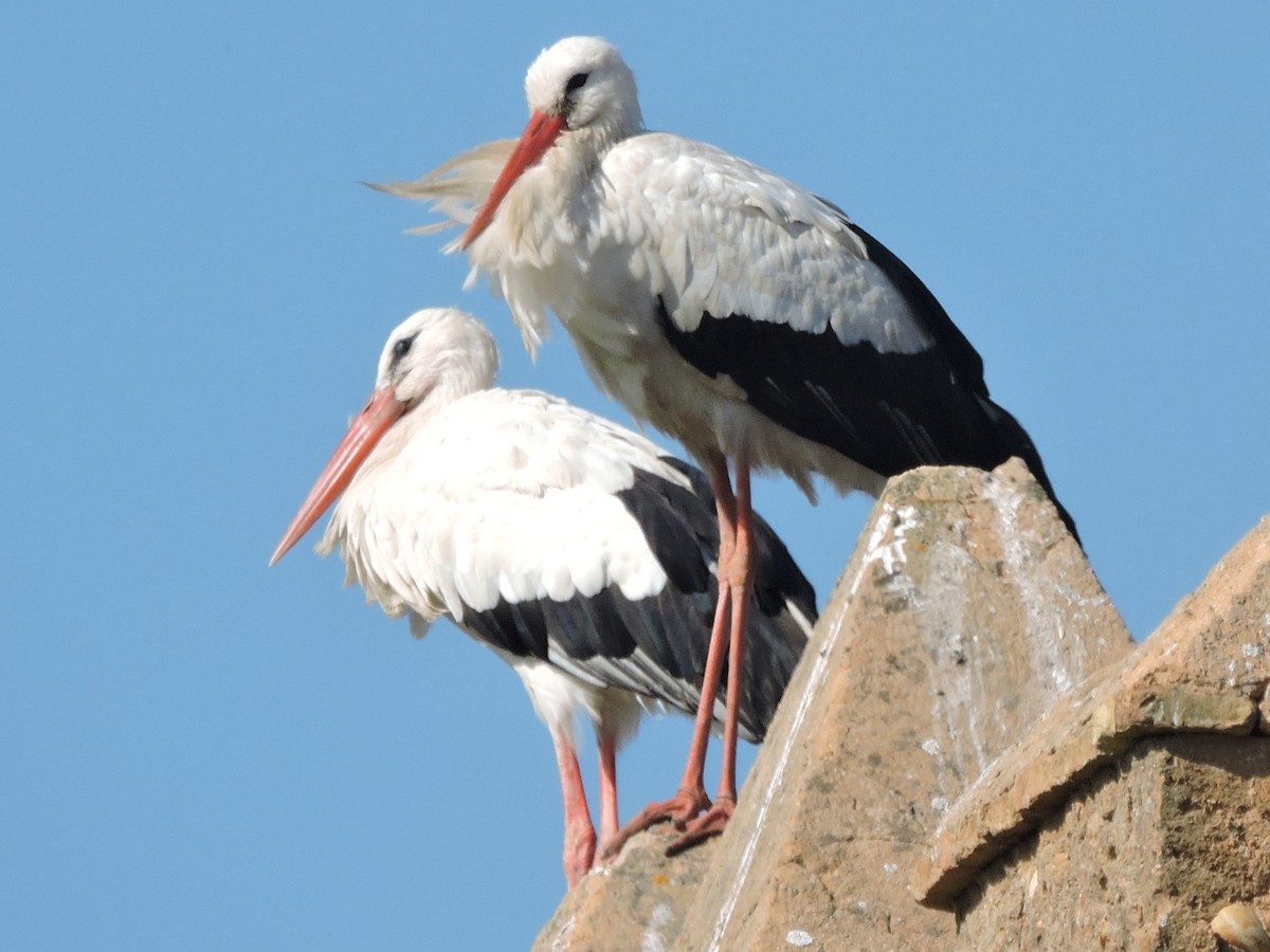 stork - ML615690751