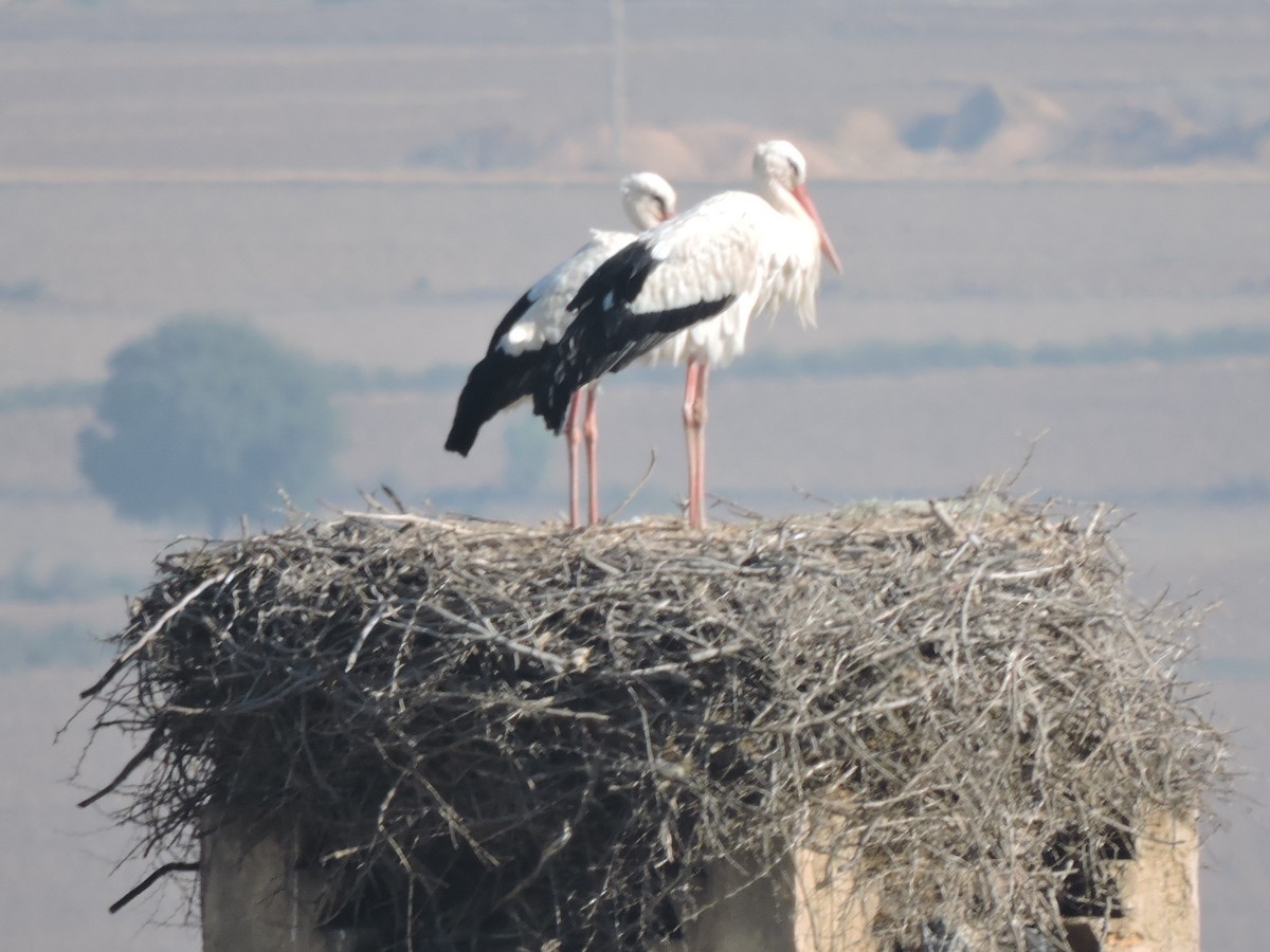 stork - ML615690752