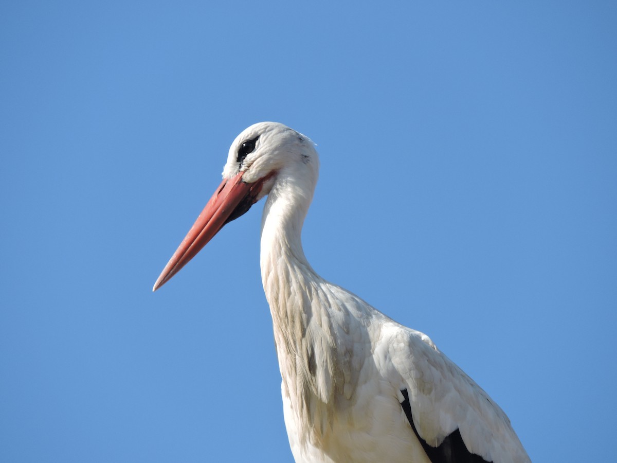 stork - ML615690753