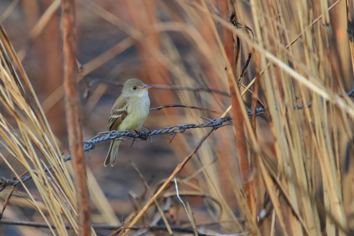 Willow Flycatcher (Eastern) - ML615690754