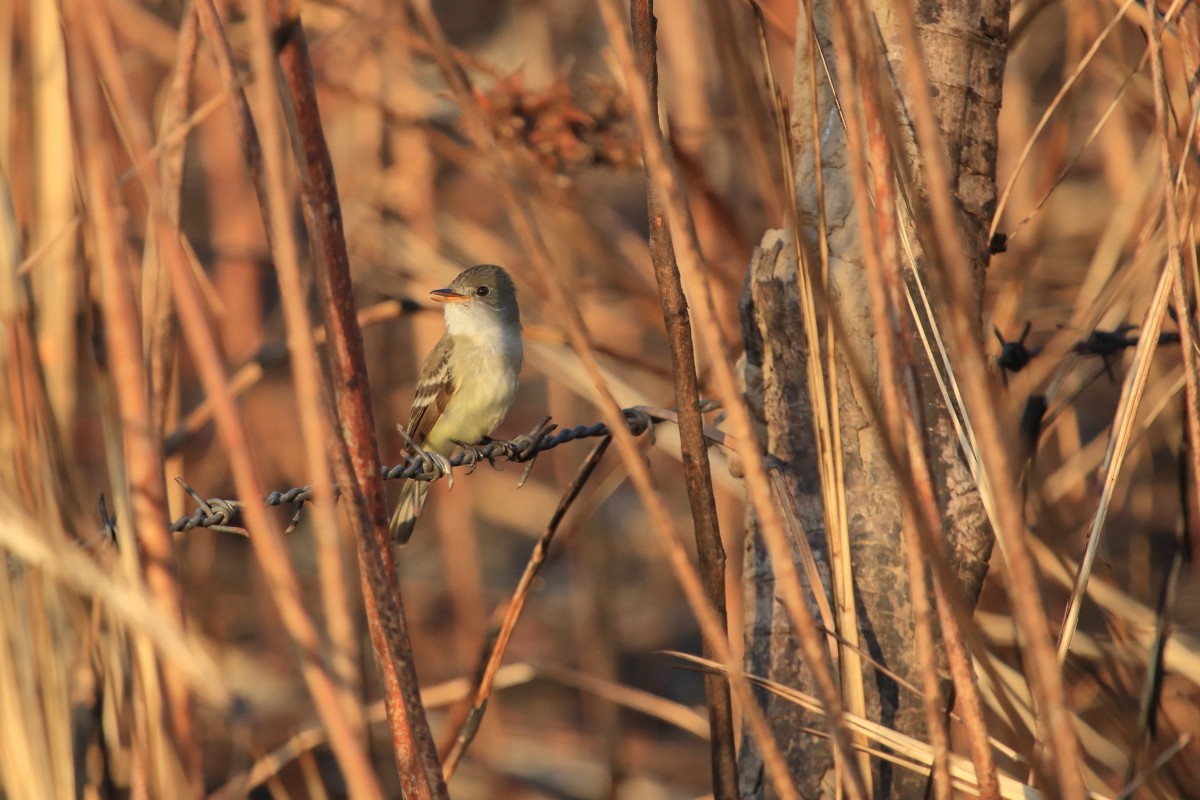 Willow Flycatcher (Eastern) - nigel lallsingh