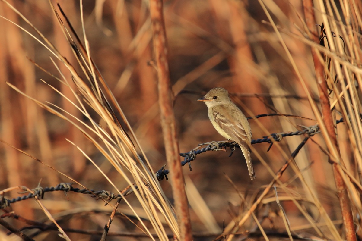 Willow Flycatcher (Eastern) - ML615690756