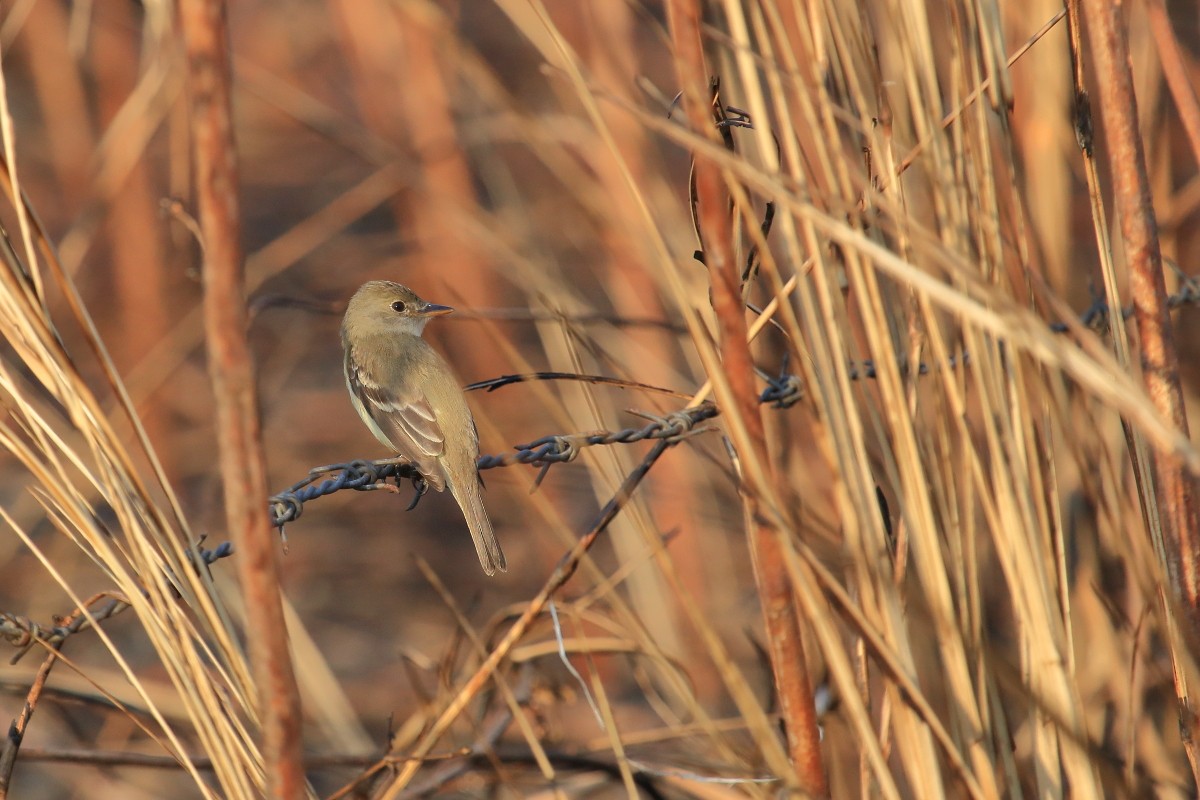 Willow Flycatcher (Eastern) - ML615690757