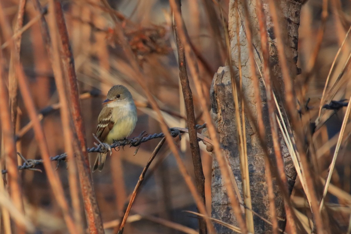 tyranovec vrbový (ssp. traillii) - ML615690758