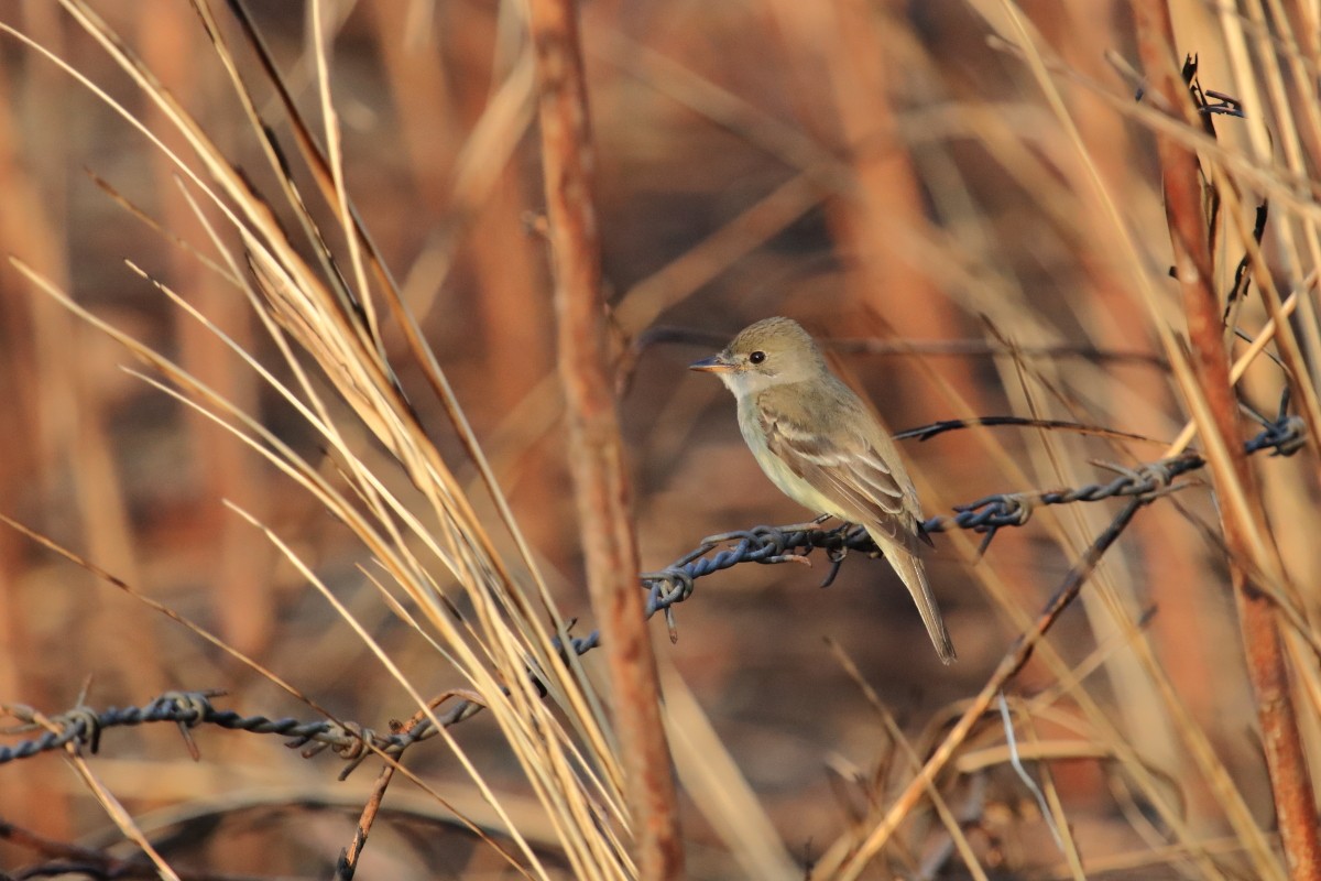 Willow Flycatcher (Eastern) - ML615690759