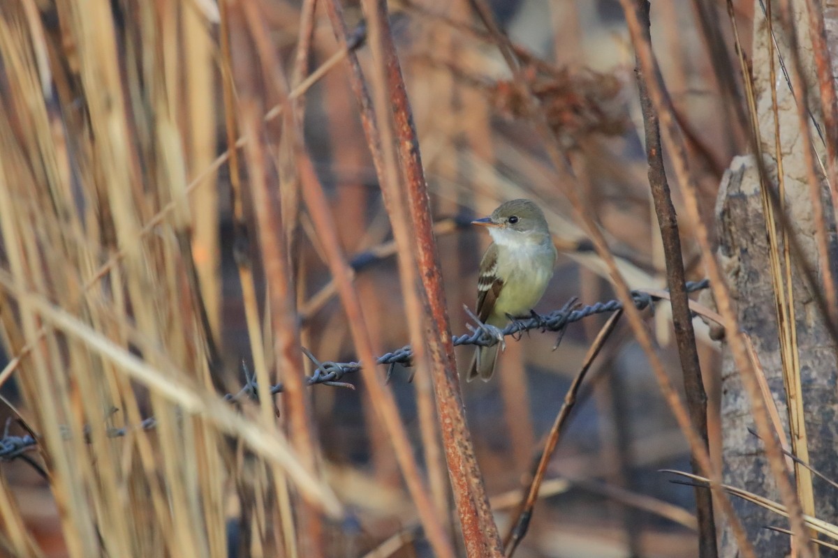 Willow Flycatcher (Eastern) - ML615690760