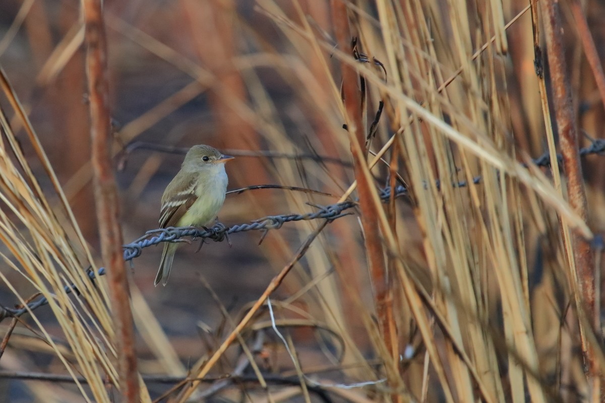 tyranovec vrbový (ssp. traillii) - ML615690763