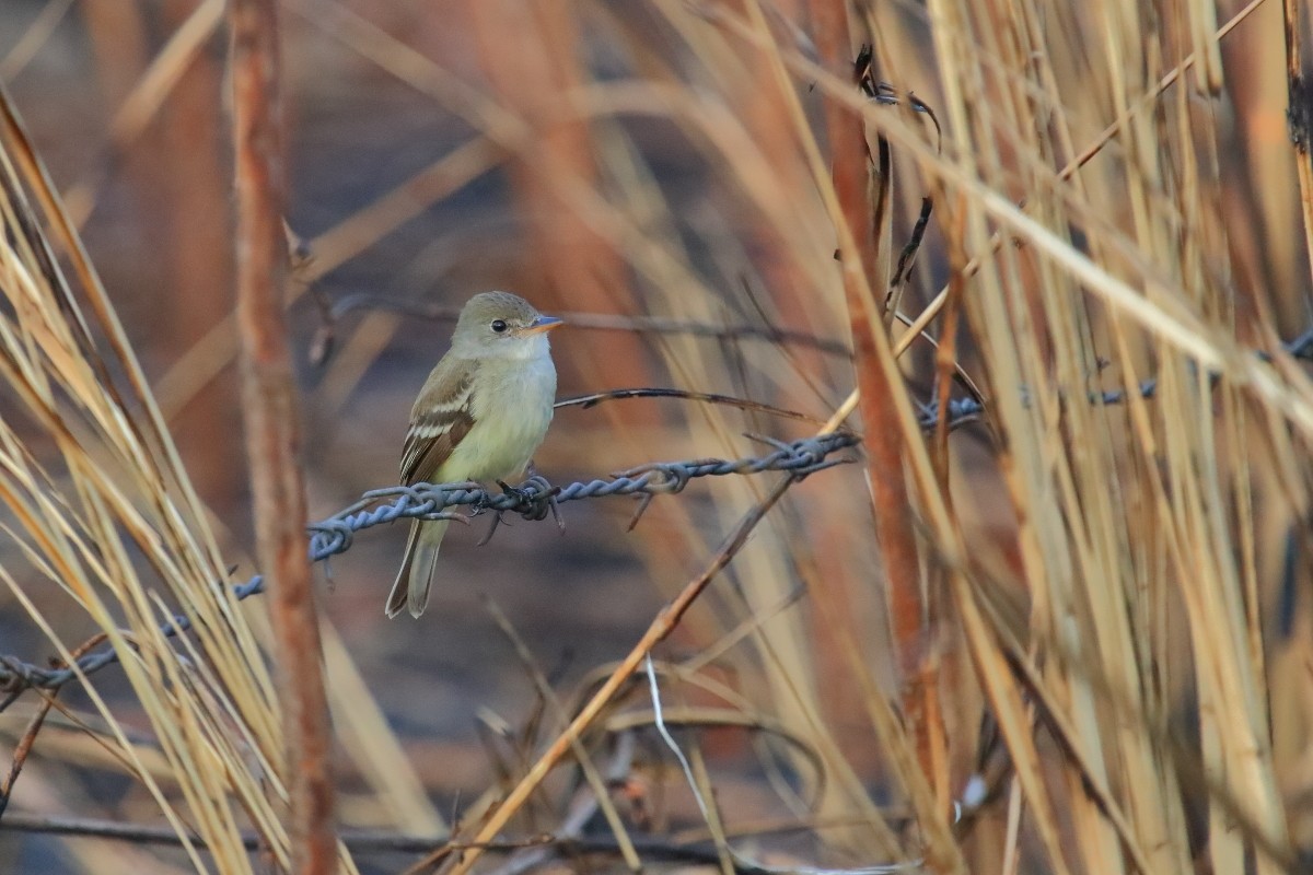 Willow Flycatcher (Eastern) - ML615690764