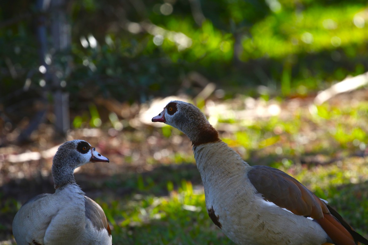 Egyptian Goose - ML615690798