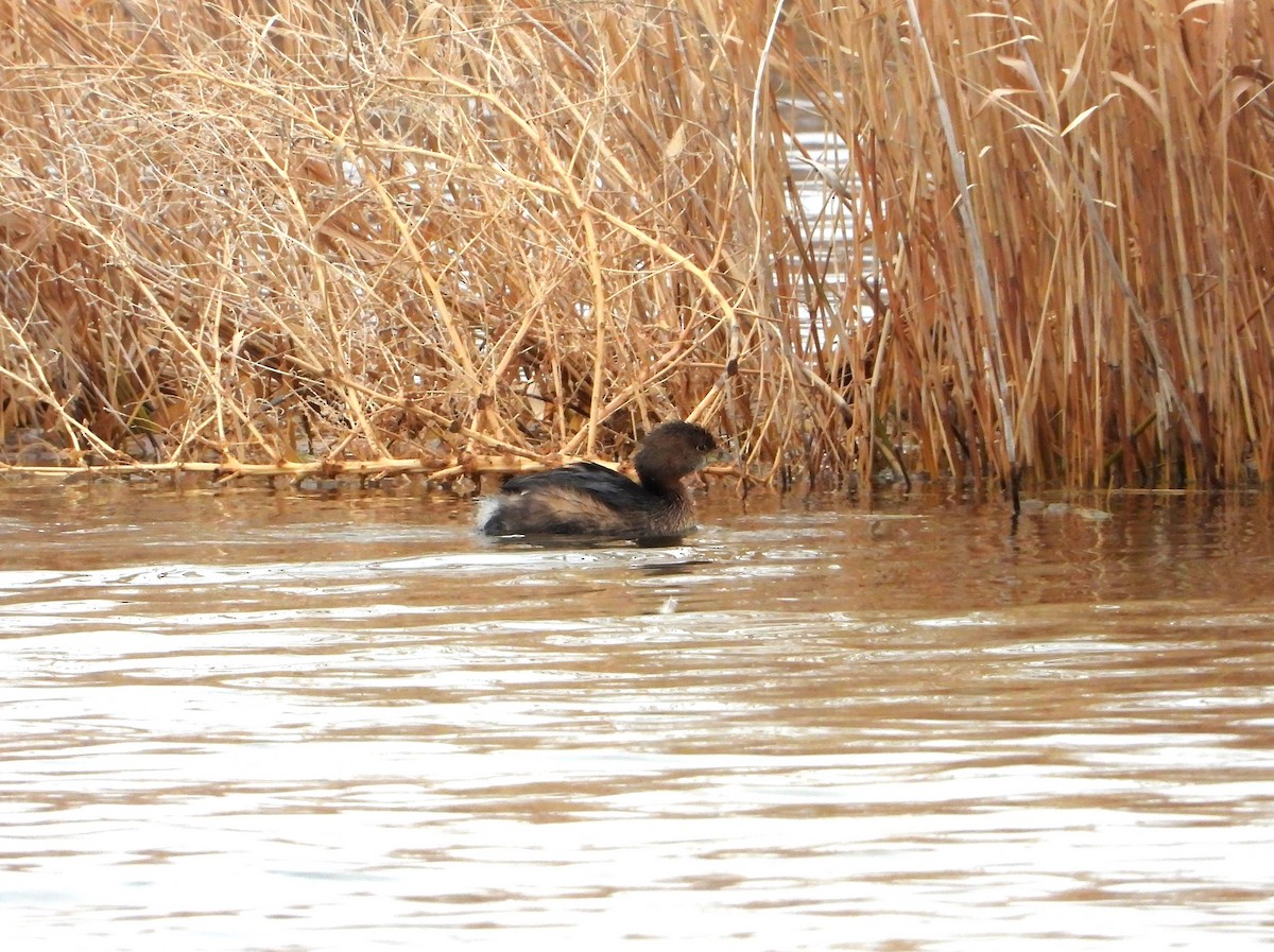 Pied-billed Grebe - ML615690911