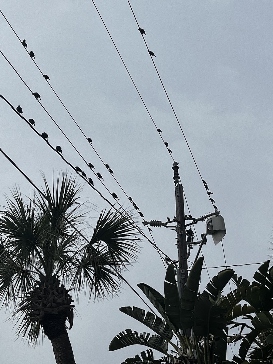 Brown-headed Cowbird - ML615691081