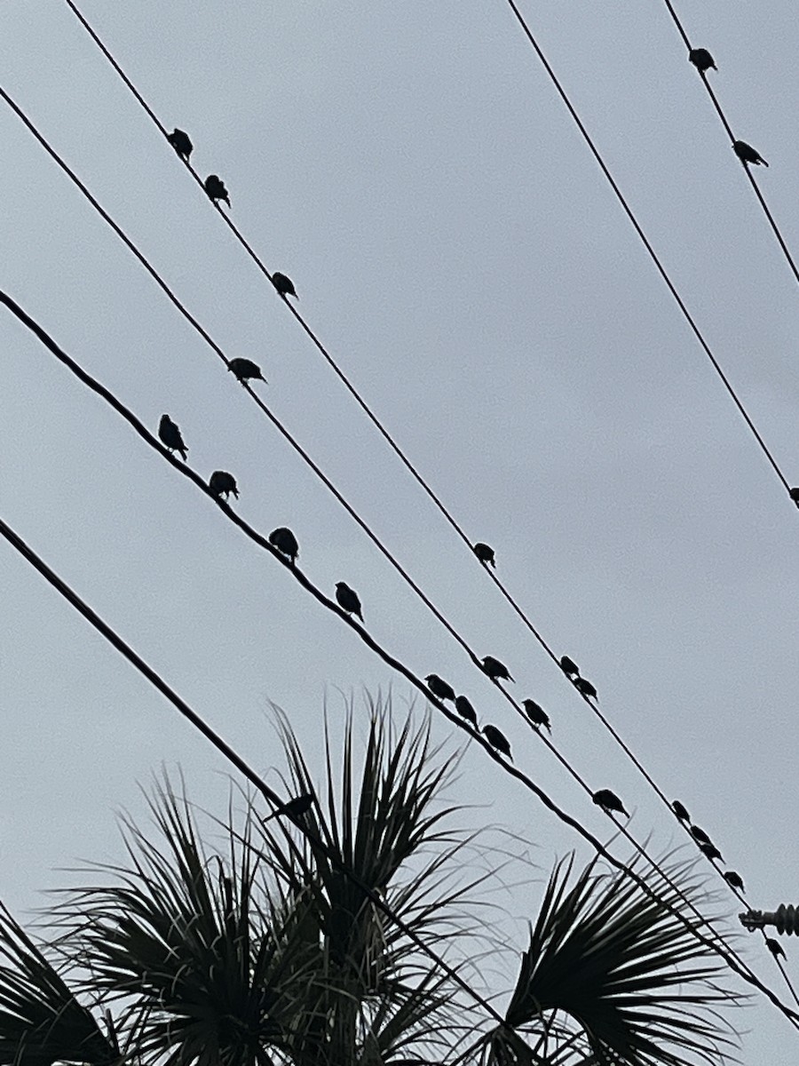 Brown-headed Cowbird - ML615691082