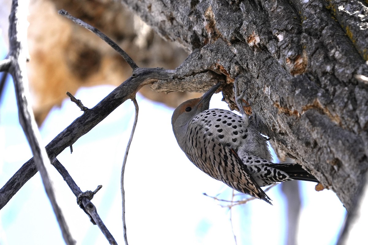 Northern Flicker - ML615691138