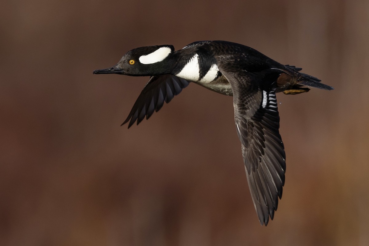 Hooded Merganser - ML615691169