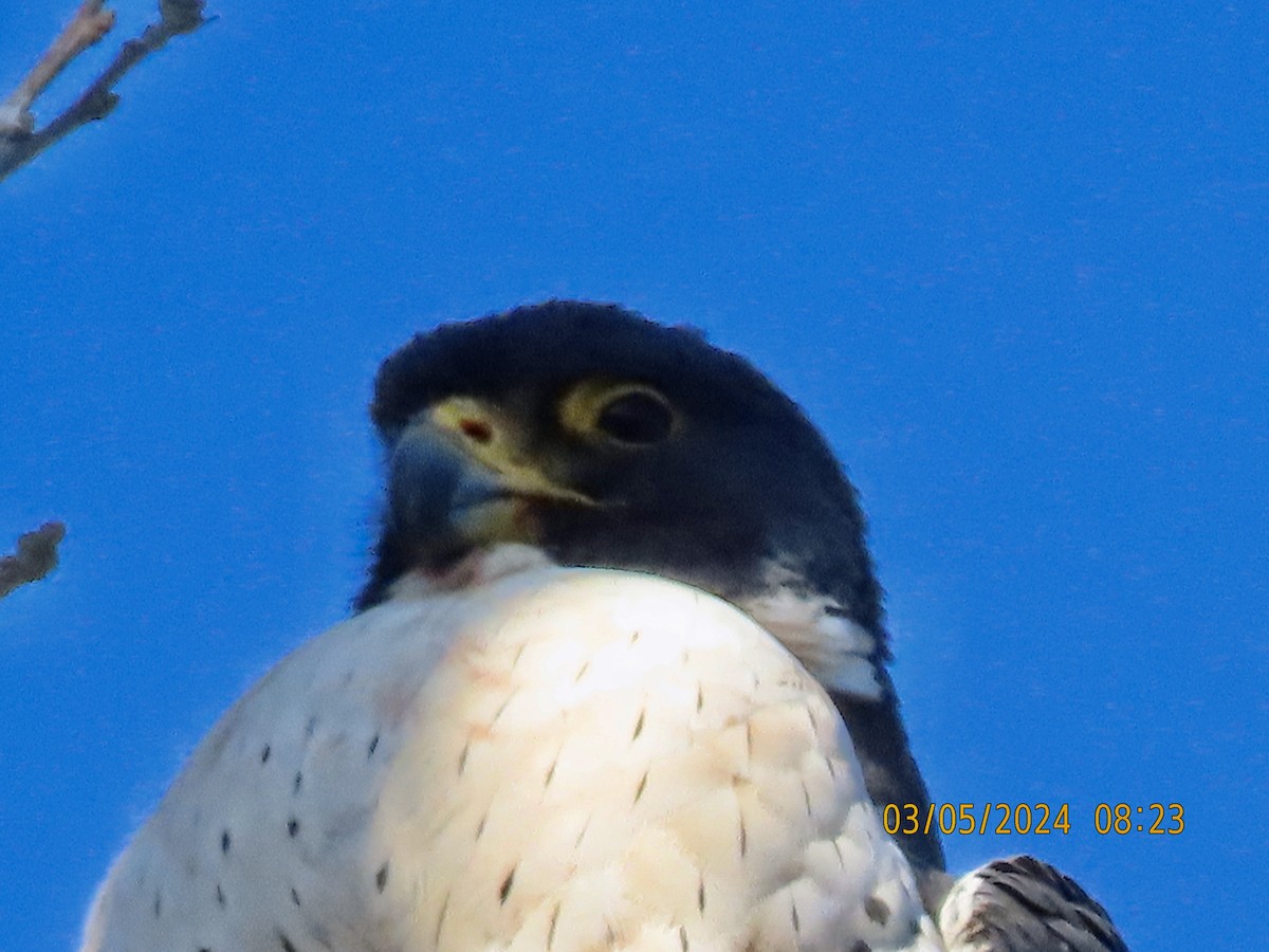 Peregrine Falcon - ML615691214