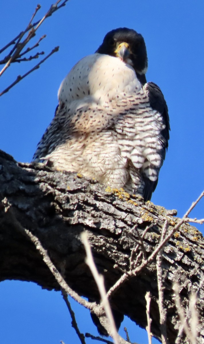 Peregrine Falcon - Bob Zweigler