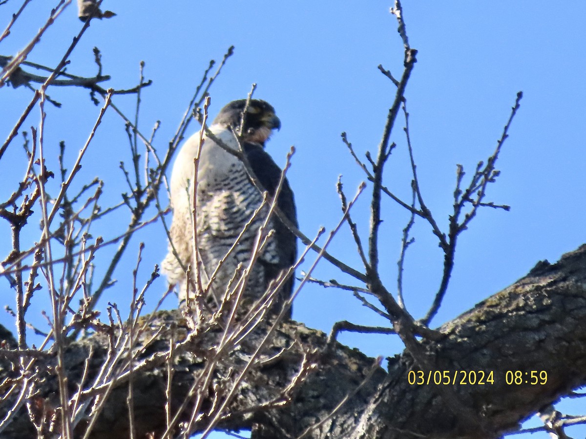 Peregrine Falcon - Bob Zweigler