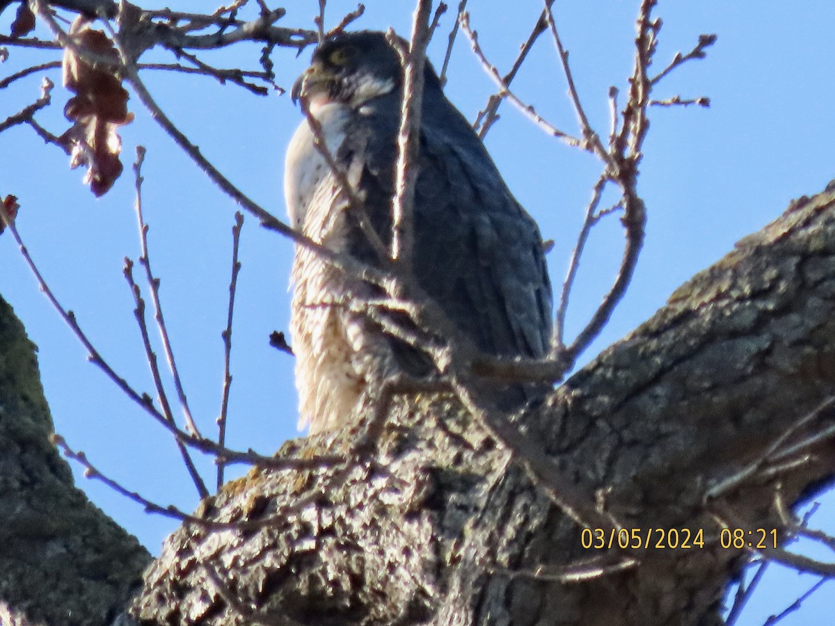 Peregrine Falcon - ML615691217