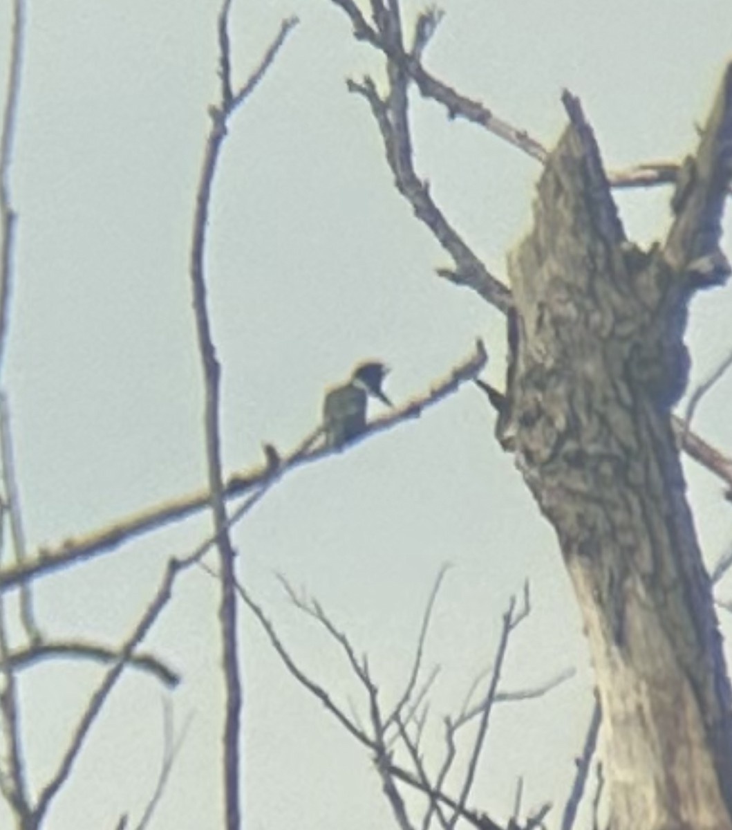 Belted Kingfisher - ML615691258