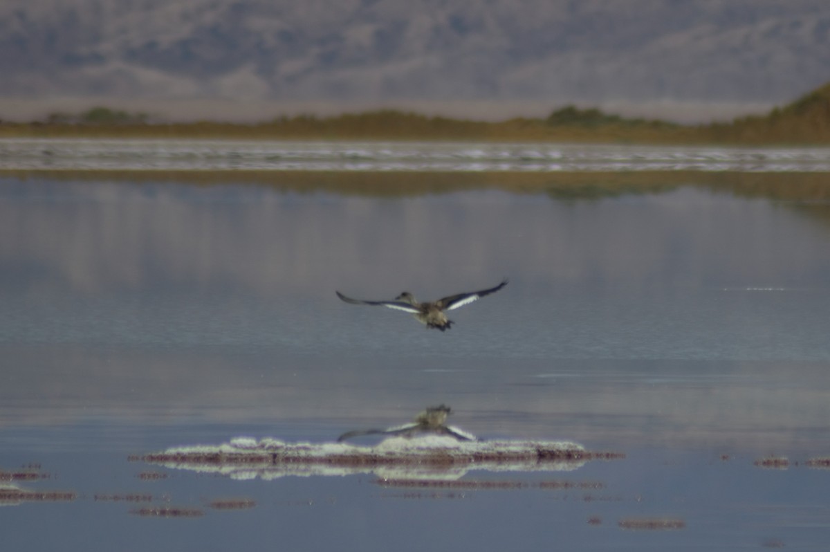 Crested Duck - ML615691330