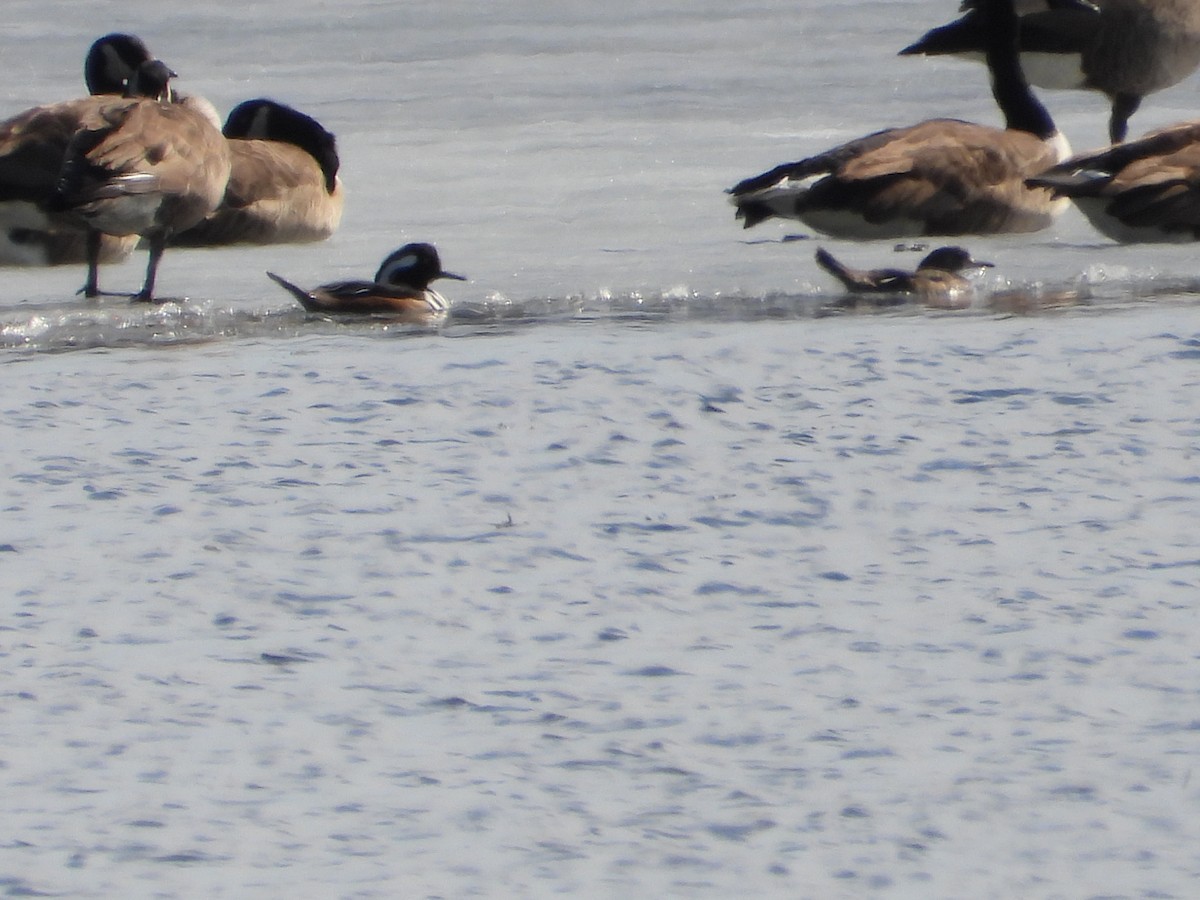 Hooded Merganser - Marilyn Hubley